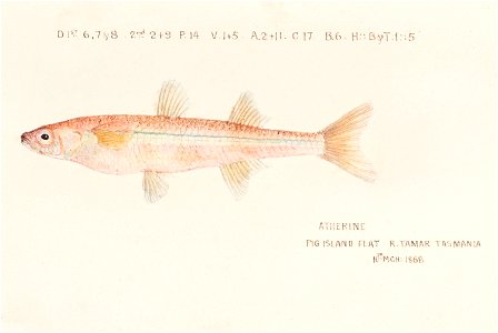 Southern Pacific fishes illustrations by F.E. Clarke 28