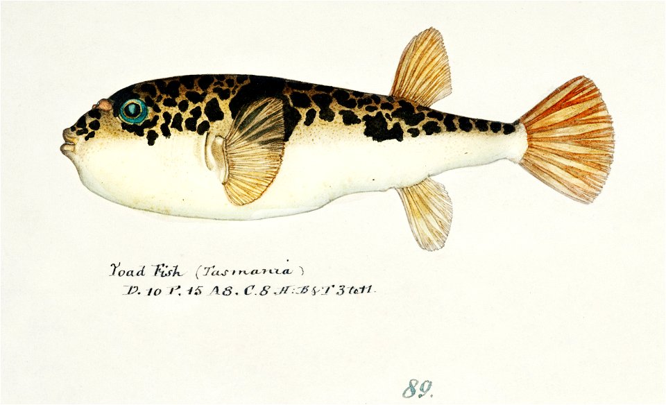 Southern Pacific fishes illustrations by F.E. Clarke 119