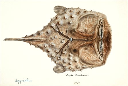 Southern Pacific fishes illustrations by F.E. Clarke 83