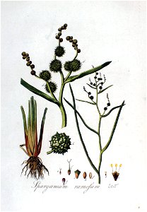 Sparganium ramosum — Flora Batava — Volume v3