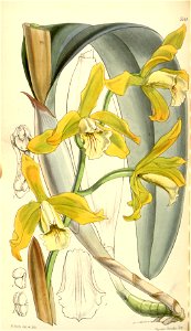 Sophronitis xanthina (as Laelia xanthina) - Curtis' 85 (Ser. 3 no. 15) pl. 5144 (1859)