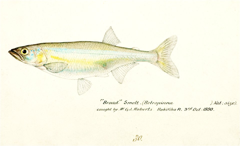 Southern Pacific fishes illustrations by F.E. Clarke 102
