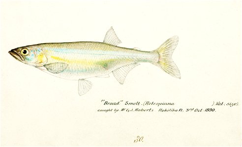 Southern Pacific fishes illustrations by F.E. Clarke 102