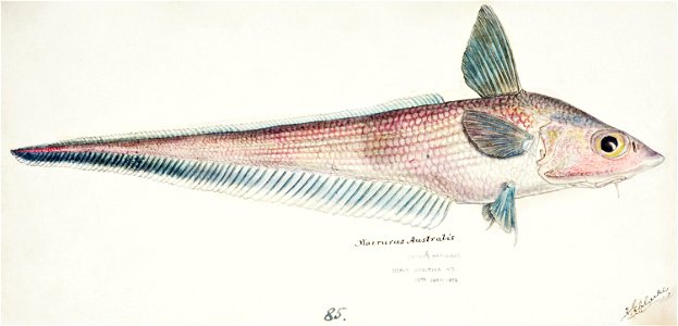 Southern Pacific fishes illustrations by F.E. Clarke 64