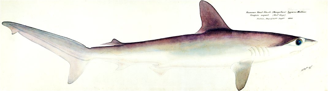 Southern Pacific fishes illustrations by F.E. Clarke 105