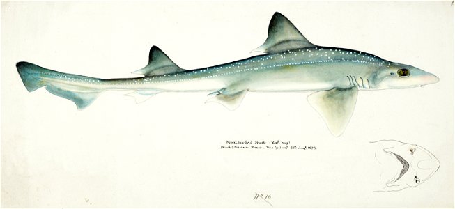 Southern Pacific fishes illustrations by F.E. Clarke 79