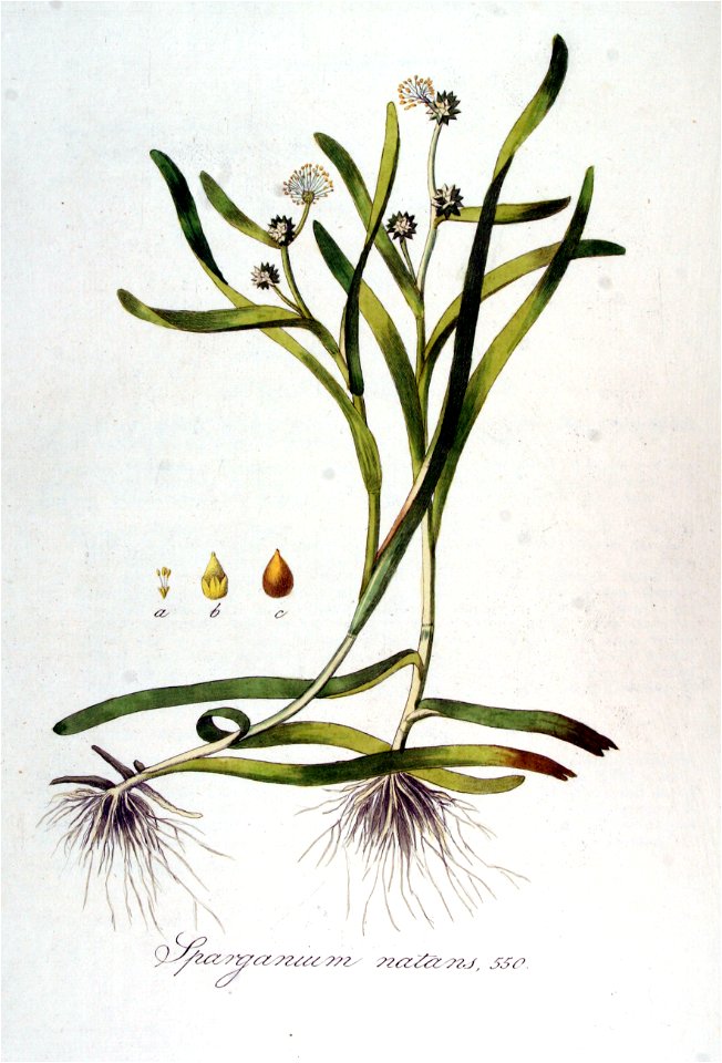 Sparganium natans — Flora Batava — Volume v7