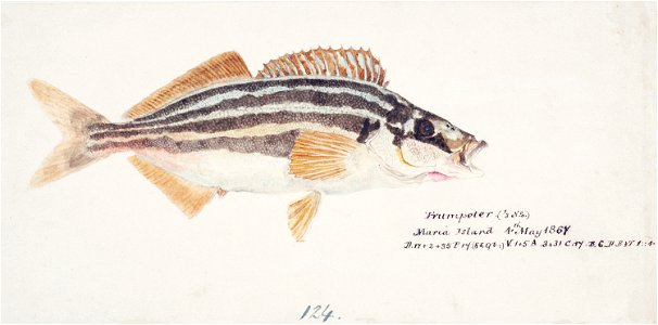 Southern Pacific fishes illustrations by F.E. Clarke 15