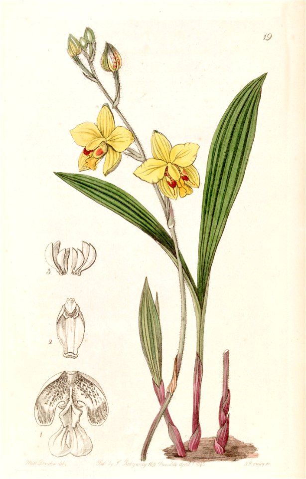 Spathoglottis pubescens (as Spathoglottis fortunei) - Edwards vol 31 (NS 8) pl 19 (1845)