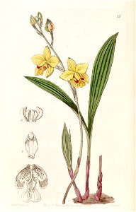 Spathoglottis pubescens (as Spathoglottis fortunei) - Edwards vol 31 (NS 8) pl 19 (1845). Free illustration for personal and commercial use.