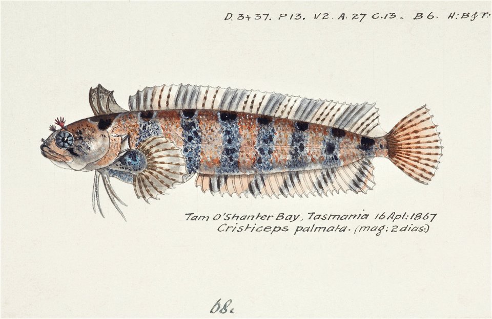 Southern Pacific fishes illustrations by F.E. Clarke 22