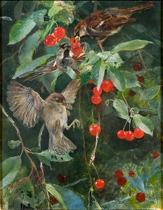 Sparrows in a Cherry Tree. Five studies in one frame, NM 2223-2227 (Bruno Liljefors) - Nationalmuseum - 19286
