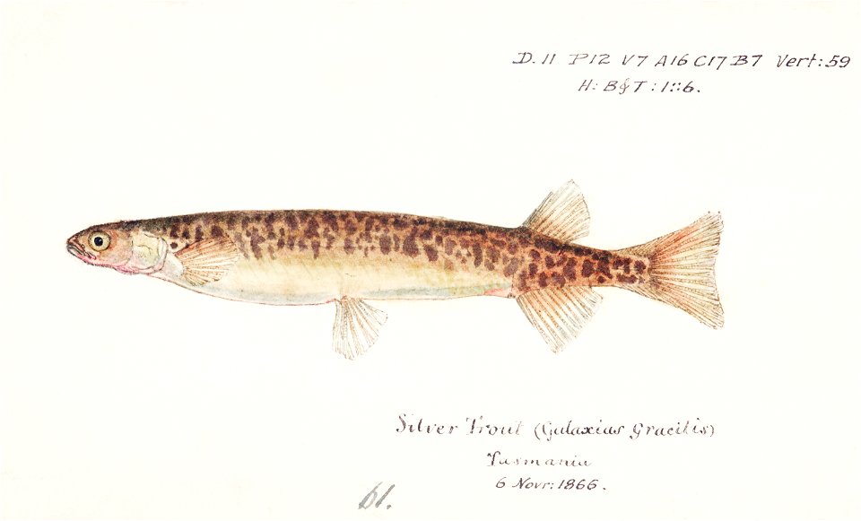 Southern Pacific fishes illustrations by F.E. Clarke 3