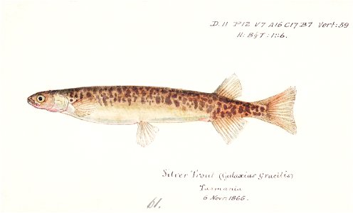 Southern Pacific fishes illustrations by F.E. Clarke 3
