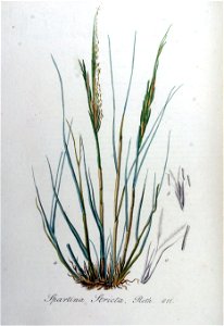 Spartina stricta — Flora Batava — Volume v8