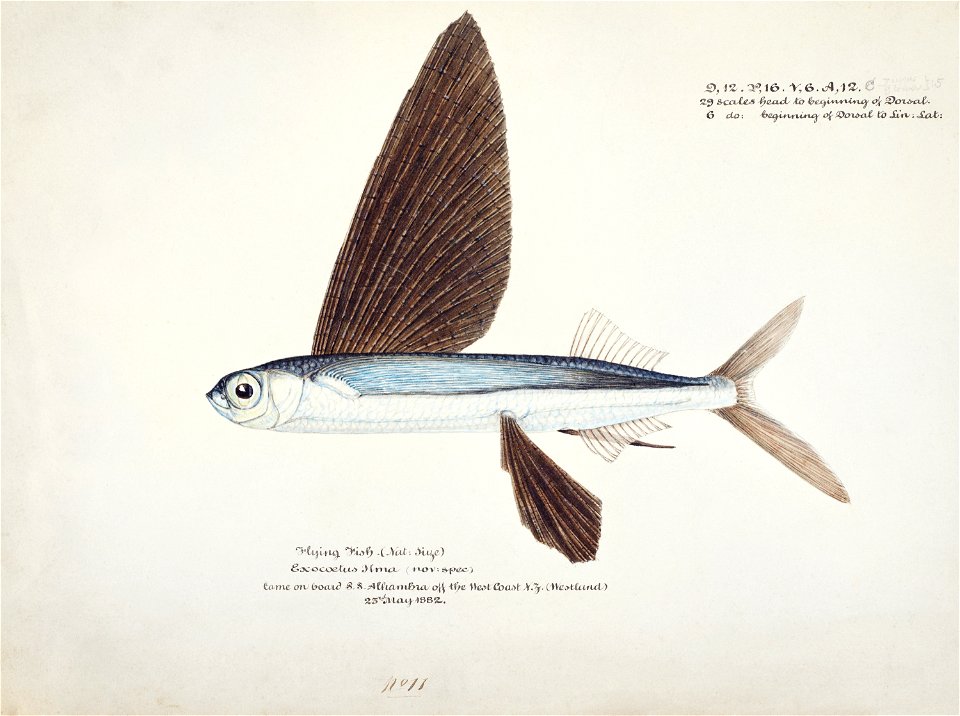 Southern Pacific fishes illustrations by F.E. Clarke 96