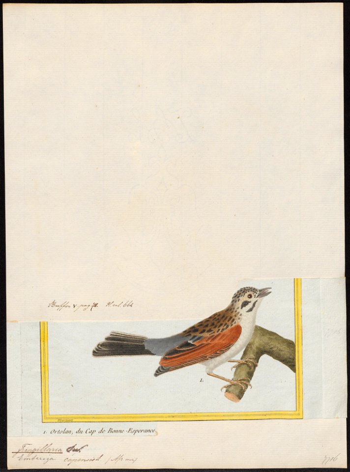 Special Collections University of Amsterdam - Iconographia Zoologica - UBA01 IZ1207716 - Emberiza capensis Linnaeus, 1766 - print - François-Nicolas Martinet