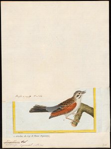 Special Collections University of Amsterdam - Iconographia Zoologica - UBA01 IZ1207716 - Emberiza capensis Linnaeus, 1766 - print - François-Nicolas Martinet