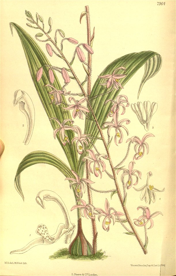 Spathoglottis hardingiana - Curtis' 130 (Ser. 3 no. 60) pl. 7964 (1904)