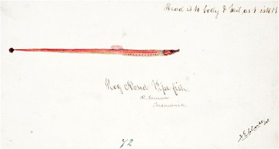 Southern Pacific fishes illustrations by F.E. Clarke 56