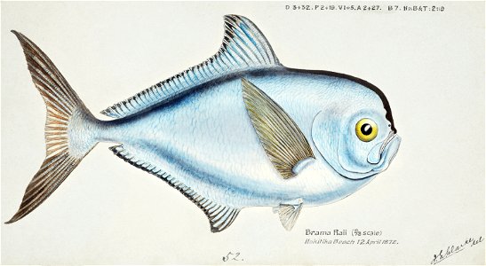 Southern Pacific fishes illustrations by F.E. Clarke 63