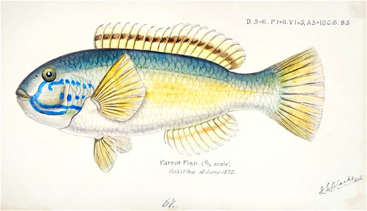 Southern Pacific fishes illustrations by F.E. Clarke 66