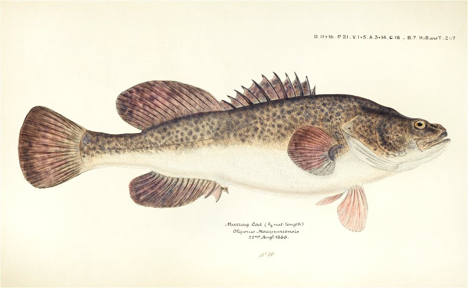 Southern Pacific fishes illustrations by F.E. Clarke 4