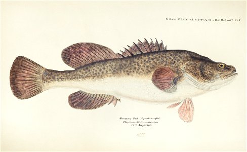 Southern Pacific fishes illustrations by F.E. Clarke 4