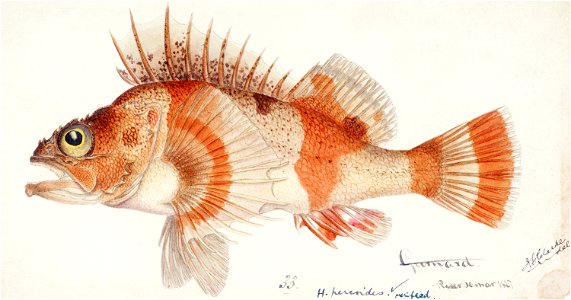 Southern Pacific fishes illustrations by F.E. Clarke 13