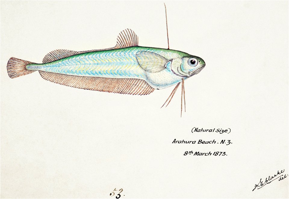 Southern Pacific fishes illustrations by F.E. Clarke 68