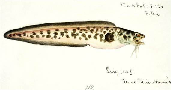 Southern Pacific fishes illustrations by F.E. Clarke 30