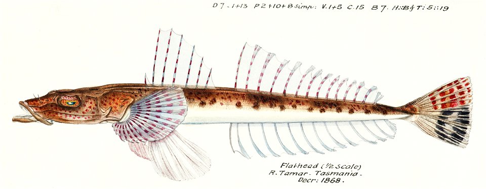 Southern Pacific fishes illustrations by F.E. Clarke 35