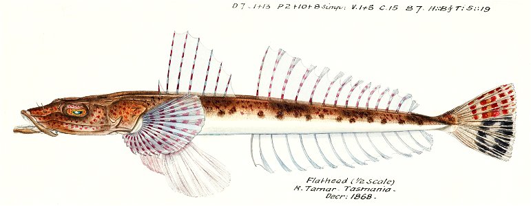 Southern Pacific fishes illustrations by F.E. Clarke 35