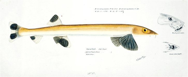 Southern Pacific fishes illustrations by F.E. Clarke 45