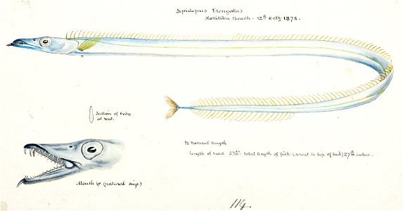 Southern Pacific fishes illustrations by F.E. Clarke 72