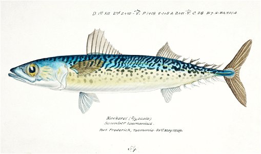 Southern Pacific fishes illustrations by F.E. Clarke 42
