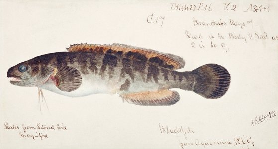 Southern Pacific fishes illustrations by F.E. Clarke 8