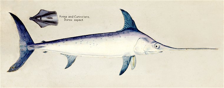 Southern Pacific fishes illustrations by F.E. Clarke 117