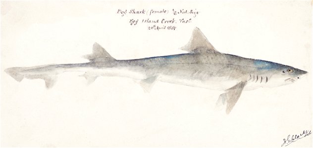 Southern Pacific fishes illustrations by F.E. Clarke 17