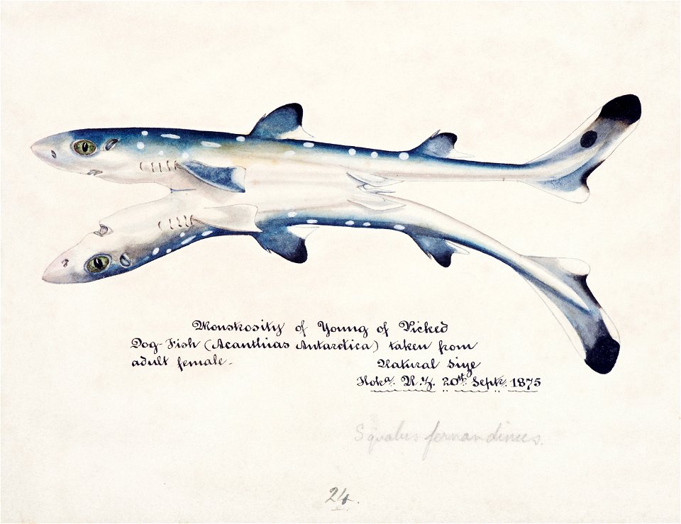 Southern Pacific fishes illustrations by F.E. Clarke 85