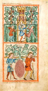 Speculum Darmstadt 2505 41r