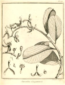 Souroubea guianensis Aublet 1775 pl 97
