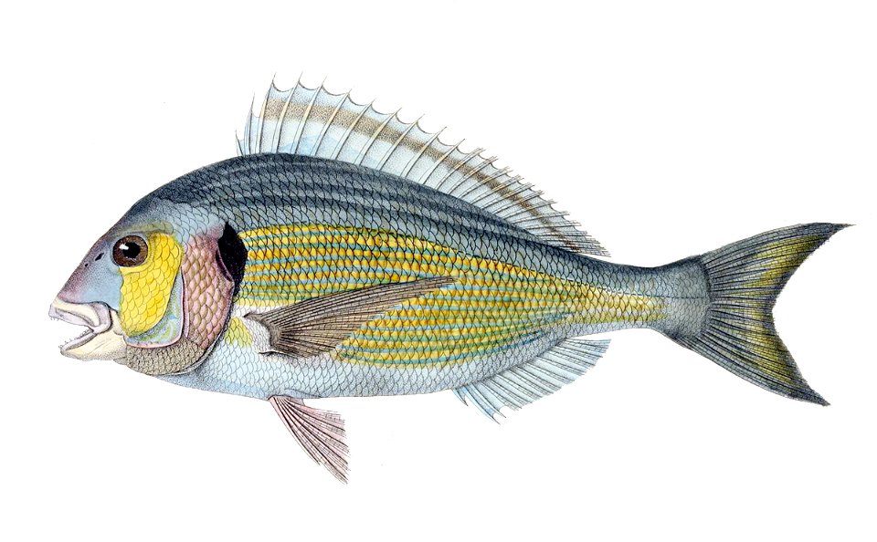Sparus aurata