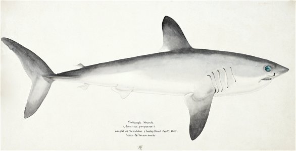 Southern Pacific fishes illustrations by F.E. Clarke 93