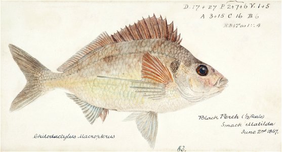 Southern Pacific fishes illustrations by F.E. Clarke 18