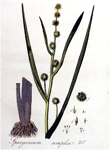 Sparganium simplex — Flora Batava — Volume v4