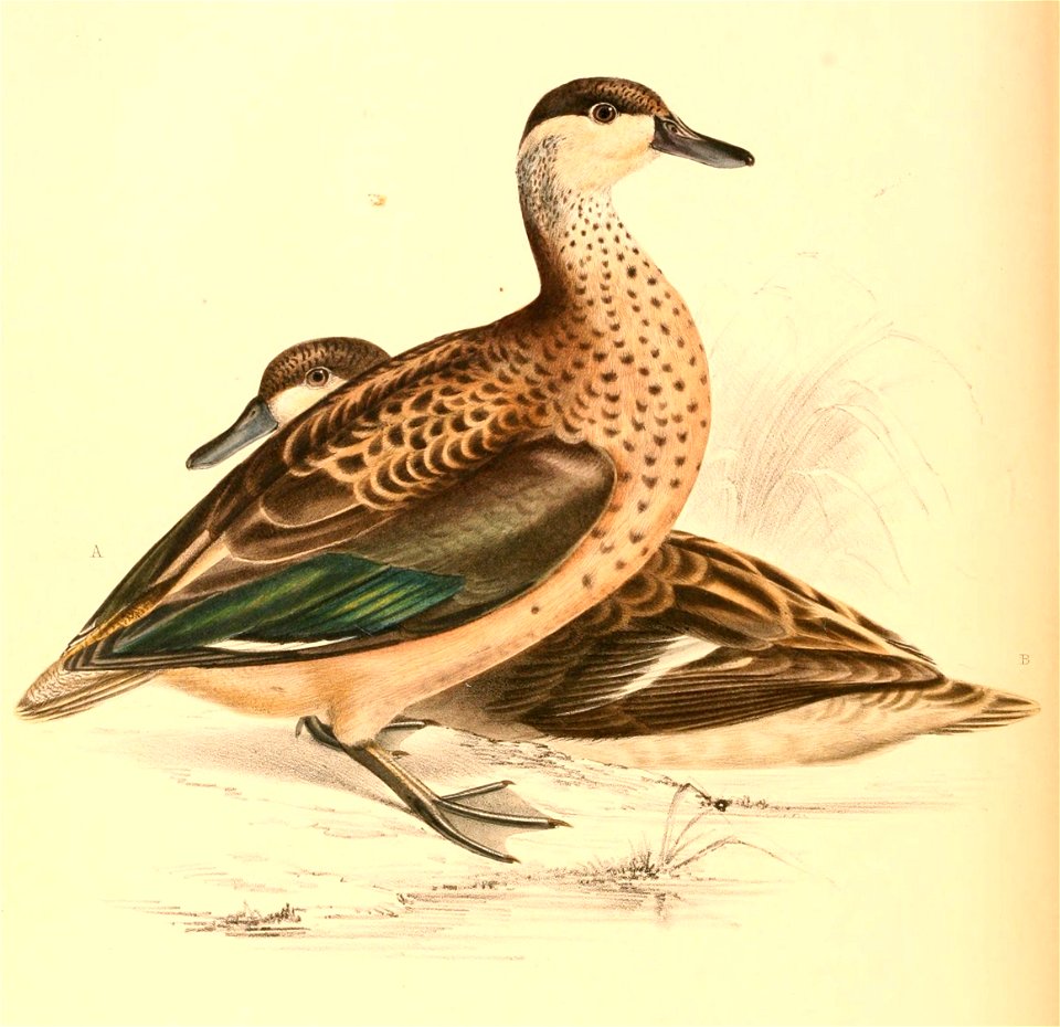 Spatula hottentota 1838