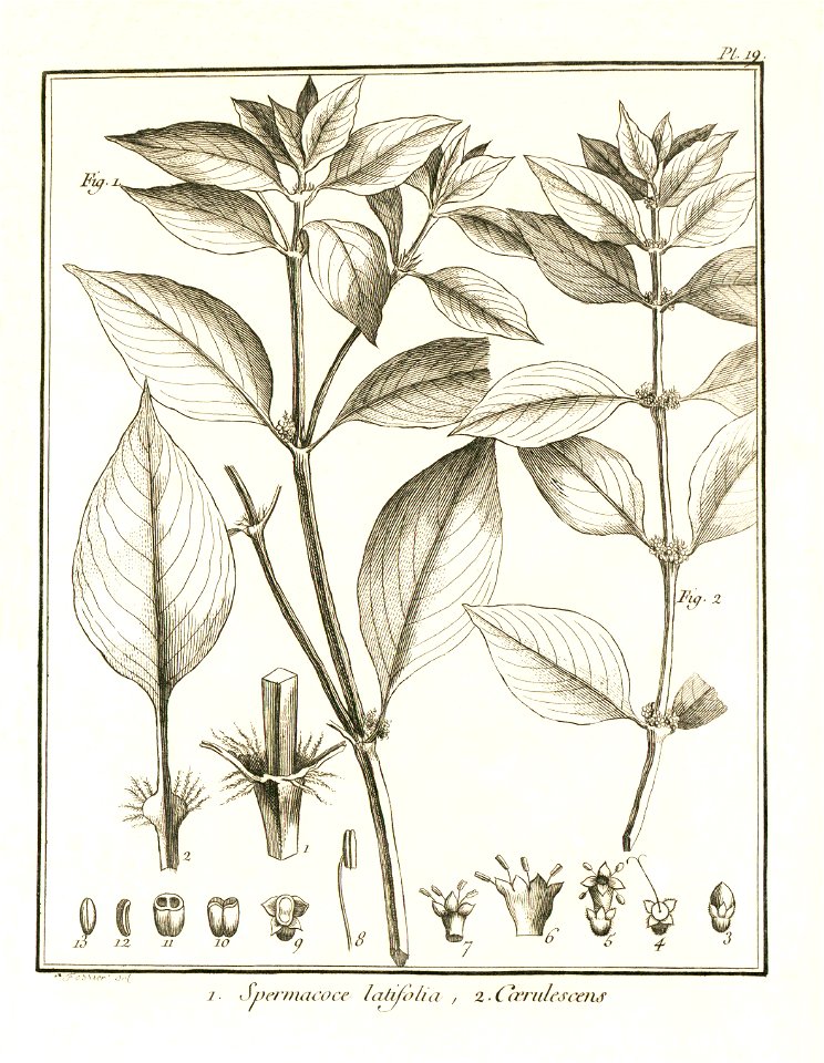 Spermacoce latifolia - cærulescens Aublet 1775 pl 19