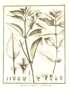 Spermacoce latifolia - cærulescens Aublet 1775 pl 19