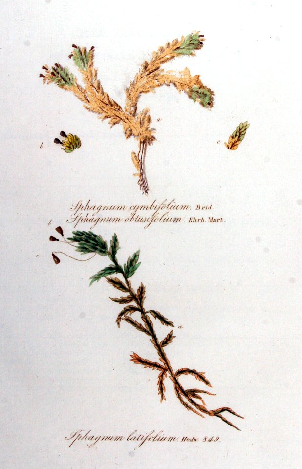 Sphagnum cymbifolium — Flora Batava — Volume v11